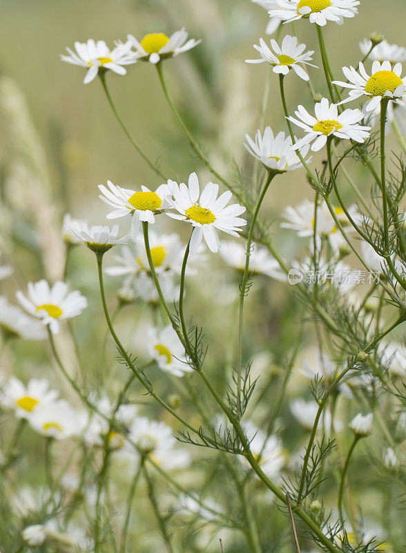 美乃草(Matricaria recutita)